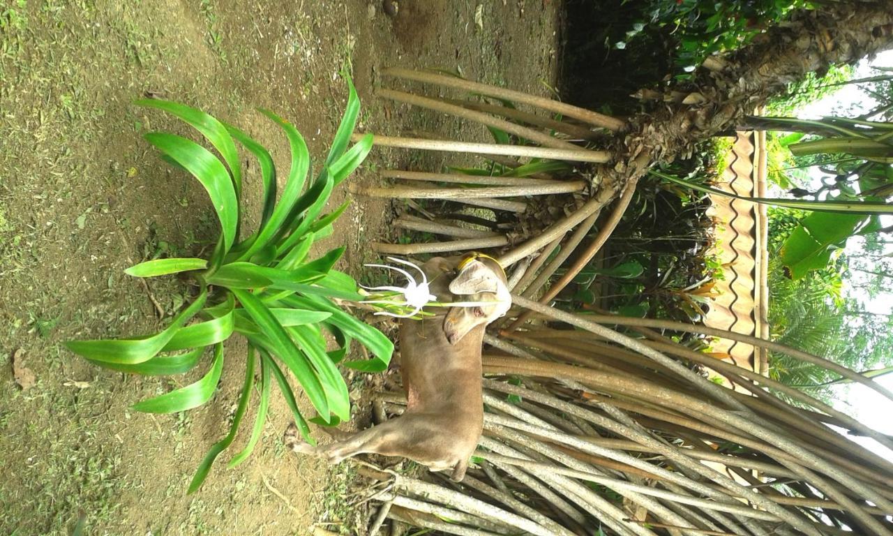 Casa Marcellino Lodge Cahuita Esterno foto