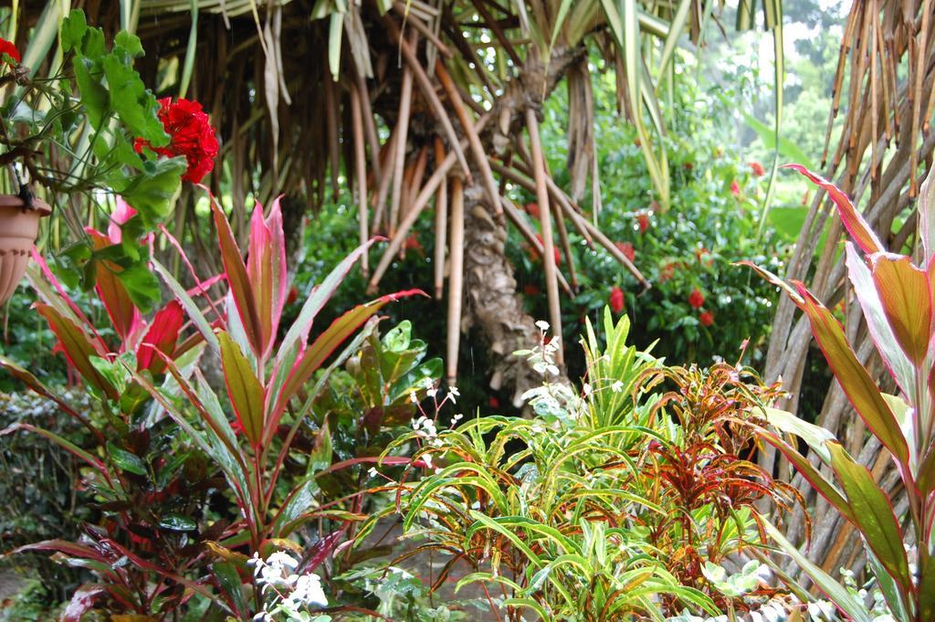 Casa Marcellino Lodge Cahuita Camera foto